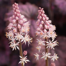 Tiarella angel wings for sale  UK