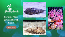 Cerith saltwater snails for sale  Fort Lauderdale