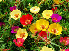 Portulaca grandiflora single for sale  SALISBURY