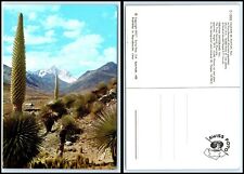 PERU Postcard - Peruvian Switzerland, The Puya Raimondi, Snow on Mt Pongos GG47 for sale  Shipping to South Africa