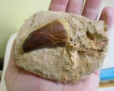 Mosasaur fossil tooth for sale  RYDE