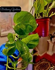 Global green pothos for sale  Marietta