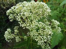 Eupatorium fistulosum ivory for sale  MARCH