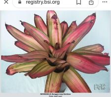 Bromeliad neoregelia banggerre for sale  USA