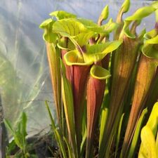 Carnivorous sarracenia species for sale  Eugene