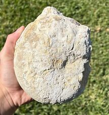 Huge texas fossil for sale  Coppell