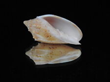 Sea shell Cymbiola pulchra f. houarti 52.8mm ID#6399 for sale  Shipping to South Africa