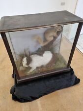 taxidermy rabbit for sale  HOOK