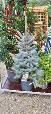 Blue spruce. picea for sale  MACCLESFIELD