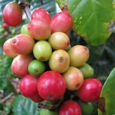 Dwarf arabica coffee for sale  Shipping to Ireland
