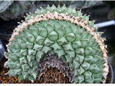 cactus Succulent plants Obregonia denegrii var. cristata Garden Bonsai 7-8cm  for sale  Shipping to South Africa