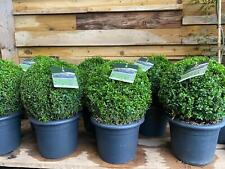 Buxus sempervirens extra for sale  KING'S LYNN