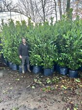 8ft instant hedge for sale  CHESTER