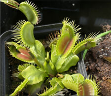 Dionaea muscipula phalanx gebraucht kaufen  Zepernick