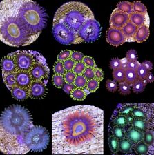 Assorted zoanthid frags for sale  Los Angeles