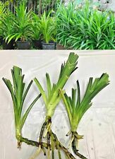 6 Plant Pandan Live Pandanus Amaryllifolius Da Leaves Rooted Fragrant Plants, used for sale  Shipping to South Africa