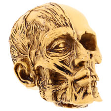 Modello cranio realistico usato  Spedire a Italy