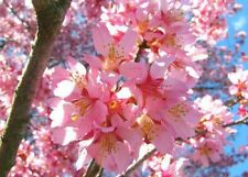 Okame flowering cherry for sale  Rock Island