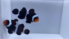 clownfish captive bred for sale  Chicago