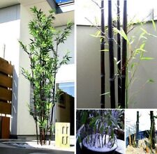 Bambus schwarz exotisch gebraucht kaufen  Kaiserslautern