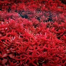 Rotala blood red for sale  HOUNSLOW
