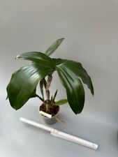 Dendrobium farmerii alba usato  Spedire a Italy