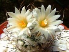 10 Turbinicarpus dickisoniae ARAMBERRI Seeds Fatty Plants SEEDS SEEDS Rare for sale  Shipping to South Africa