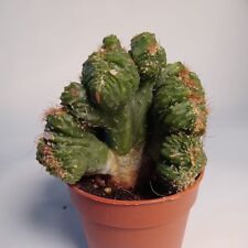 Cereus peruvianus monstruosus usato  Urbisaglia