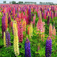 Lupine farbenfrohe lupinen gebraucht kaufen  Homberg (Efze)