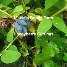 Honeyberry cuttings pcs for sale  Hilton