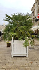 Chamaerops humilis palmier d'occasion  Mont-près-Chambord