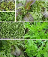 _China Salat frühe Sorte Anbau ganzjährig anzuziehen -> auch in Balkonkästen  gebraucht kaufen  Erding