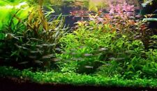 Lot aquarium plantes d'occasion  Krautergersheim