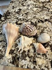 Vintage seashell conch for sale  Florence