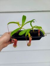 Nepenthes ventrata tropical for sale  Canandaigua