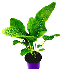 Meerrettich pflanze armorica gebraucht kaufen  Straelen