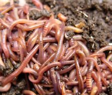 Compost worms buy for sale  Shipping to Ireland