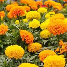 200 MIXED ORANGE AND YELLOW CRACKERJACK MARIGOLD SEEDS ORGANIC NON GMO BIG BLOOM for sale  Shipping to South Africa