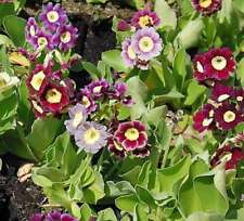 Garden auricle color for sale  Shipping to Ireland