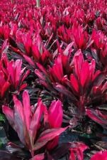 Tropical cordyline red for sale  Homestead