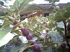 Fig tree cuttings for sale  Willingboro