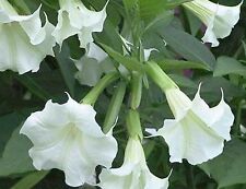 Brugmansia suaveolens blanc d'occasion  Villemandeur