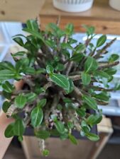 Adenium arabicum plant for sale  NOTTINGHAM