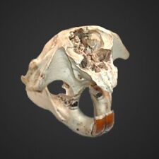 Beaver skull for sale  Duluth