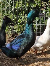 Cayuga duck hatching for sale  Aberdeen