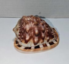 helmet conch for sale  Jamestown