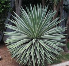 Agave angustifolia. caribbean for sale  Inglewood