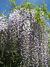 Japanischer blauregen wisteria gebraucht kaufen  Tauberbischofsheim
