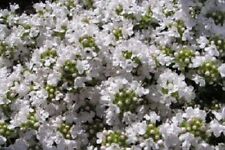 Thyme snowdrift aromatic for sale  UK
