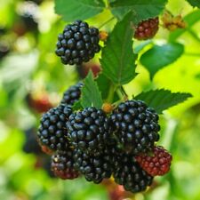 Blackberry black cascade for sale  IPSWICH